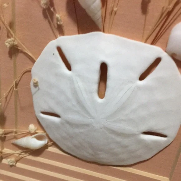 Vintage Framed Sand Dollars & Dried Flower Wall Art in a Pink Metal Frame - Picture 13 of 17